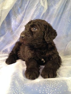 Black and White Female Standard Schnoodle Puppy for sale in Iowa #1 DOB 12-6-14 $950
